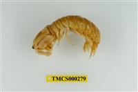 藏品(大指蝦蛄)的圖片